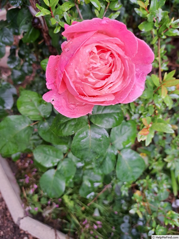 'Mademoiselle Meilland ®' rose photo