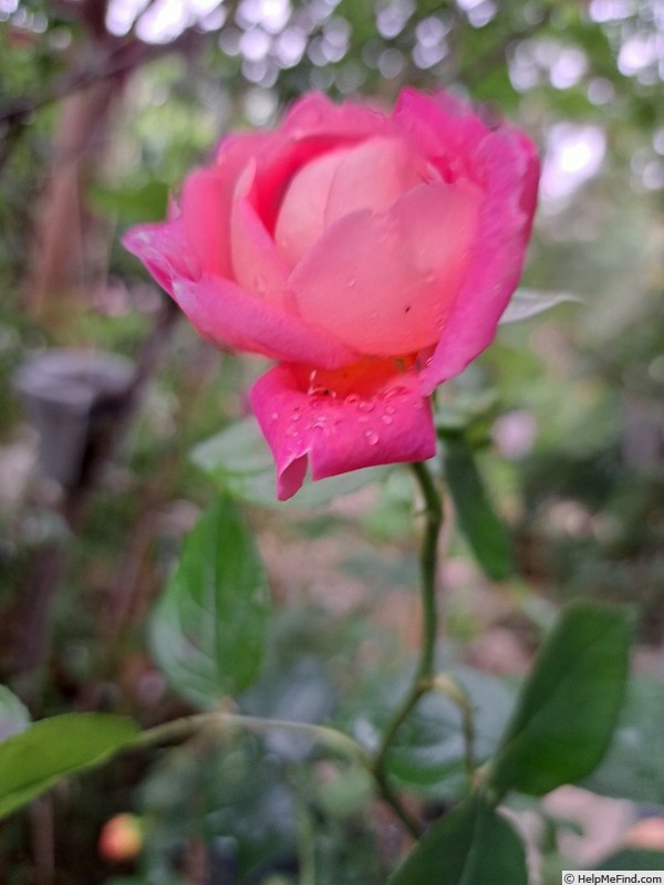 'Folle Courtisane ® (floribunda, Delbard, 2007/21)' rose photo