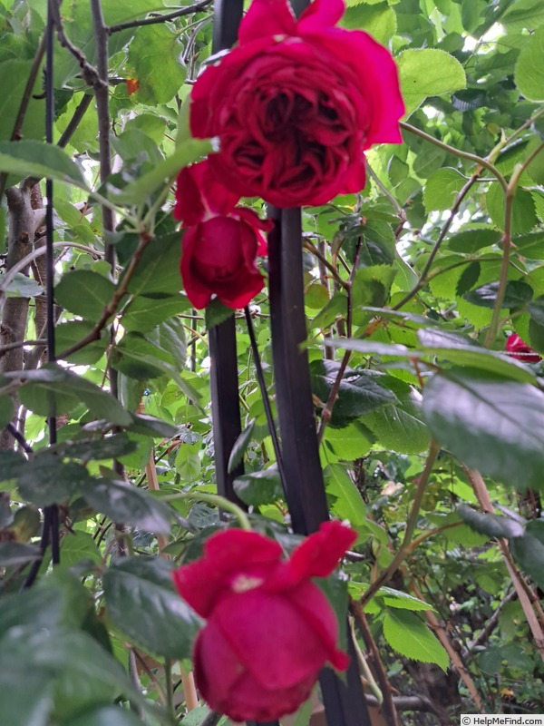 'République de Montmartre ®' rose photo