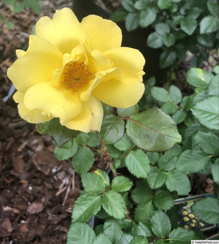 'Grace N’ Grit ™ Yellow' rose photo