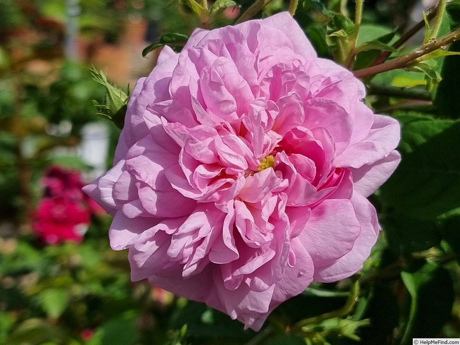 'Ispahan (damask, Unknown, before 1827)' rose photo