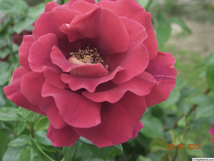 'Kronenbourg ®' rose photo