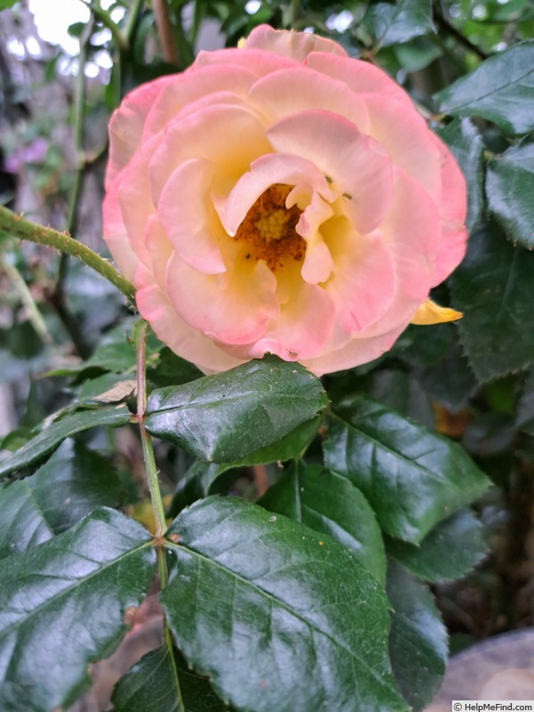 'Flamina ® (floribunda, Warner, 2019)' rose photo