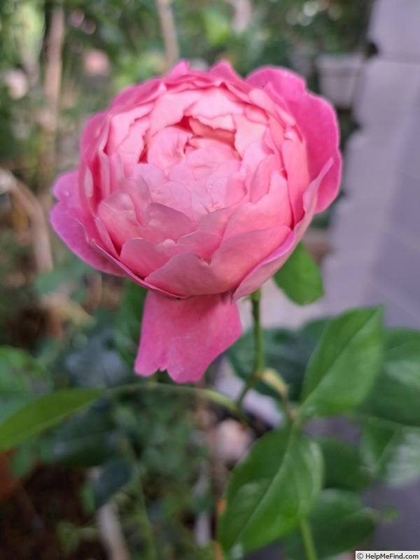 'Folle Courtisane ® (floribunda, Delbard, 2007/21)' rose photo