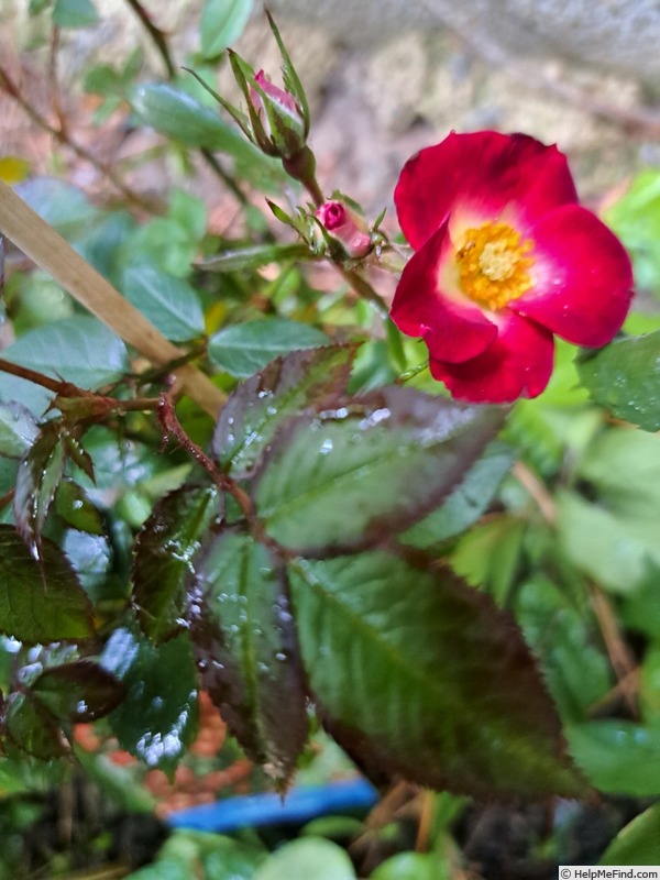 'Everglow Ruby' rose photo