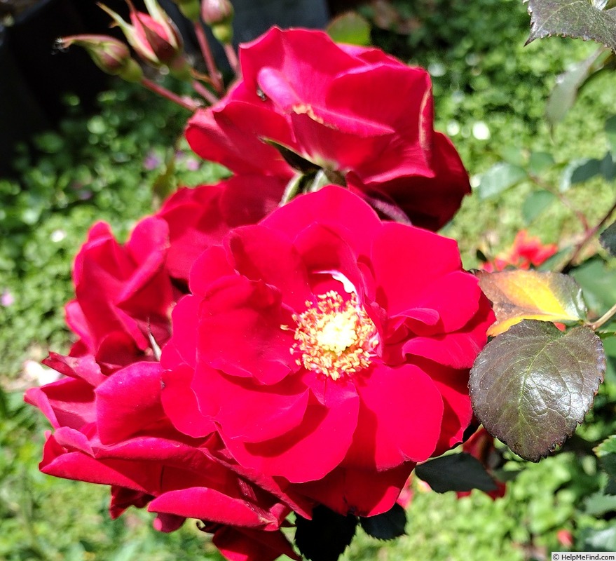 'Orange Flare' rose photo