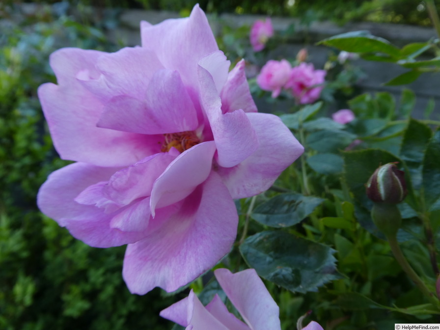'Orienta ® Magnolia' rose photo