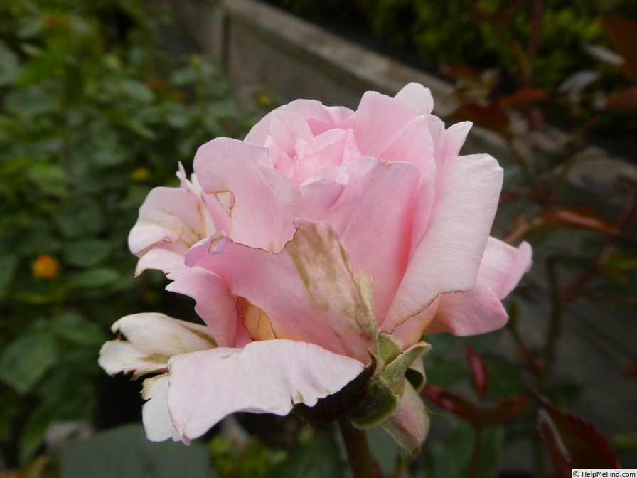 'Grossherzogin Luise ® (hybrid tea, Kordes  2008/17)' rose photo