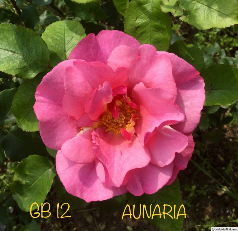 'Aunaria' rose photo