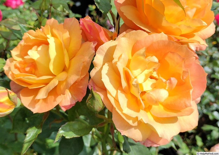 'Ruth Tiffany' rose photo