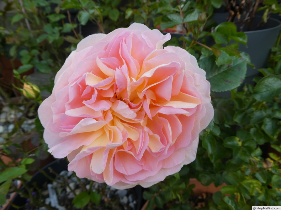 'Amélie Nothomb' rose photo