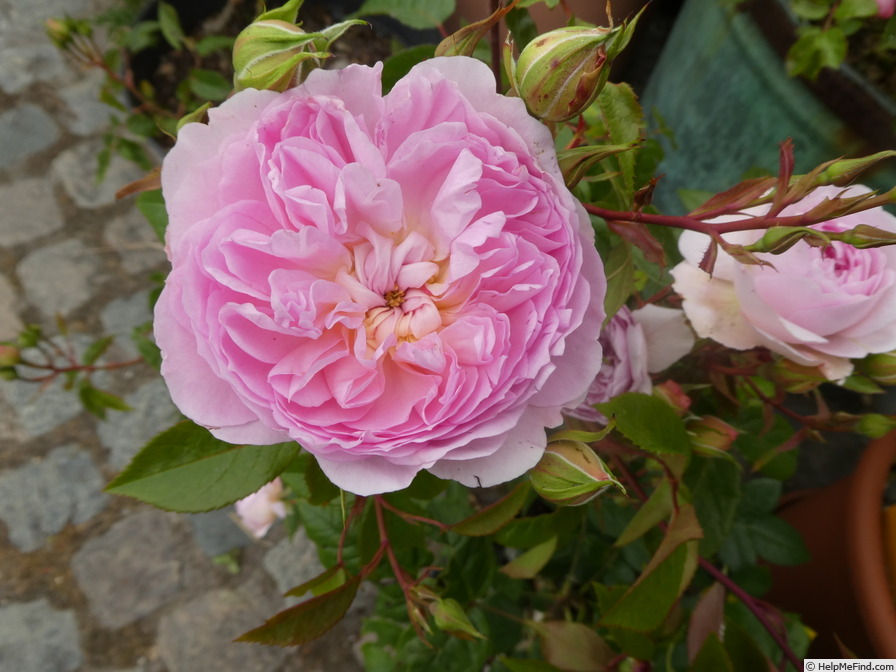 'Silas Marner' rose photo
