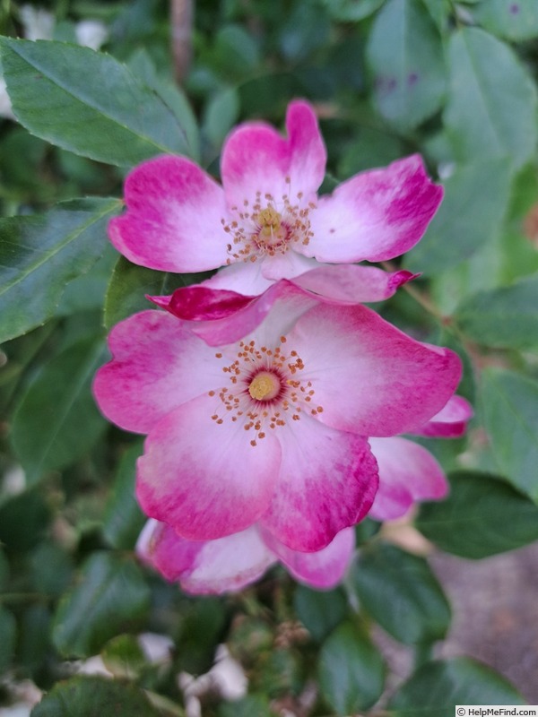 'Rush ®' rose photo