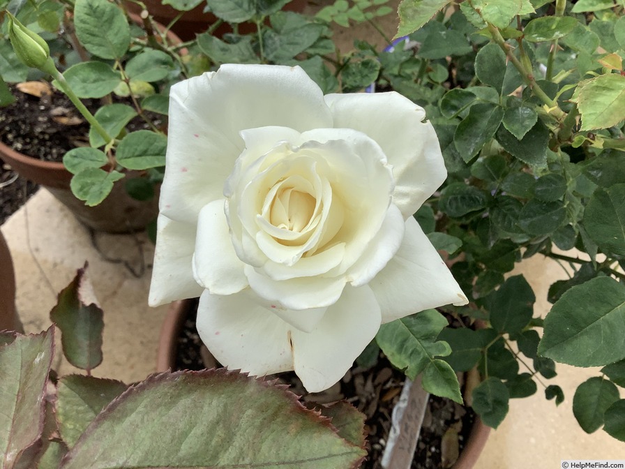 'White Princess' rose photo