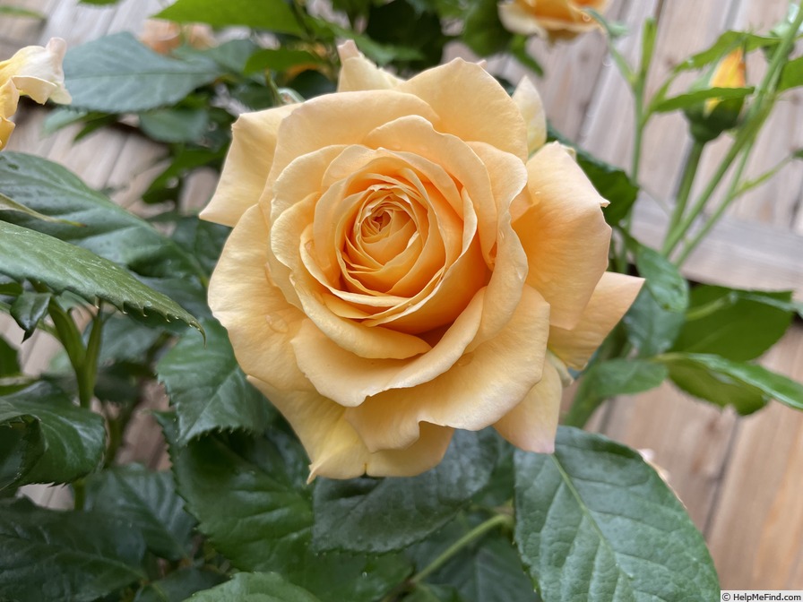 'Golden Opportunity™ (Climber, Carruth before 2020)' rose photo