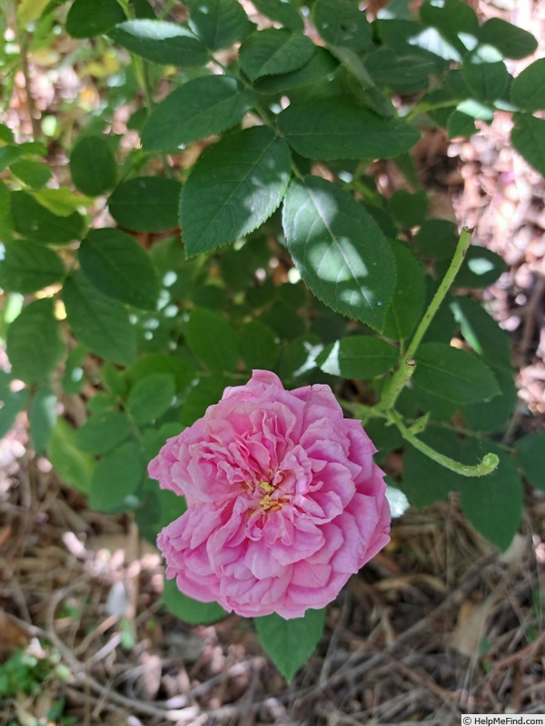 'Pompon des Princes' rose photo