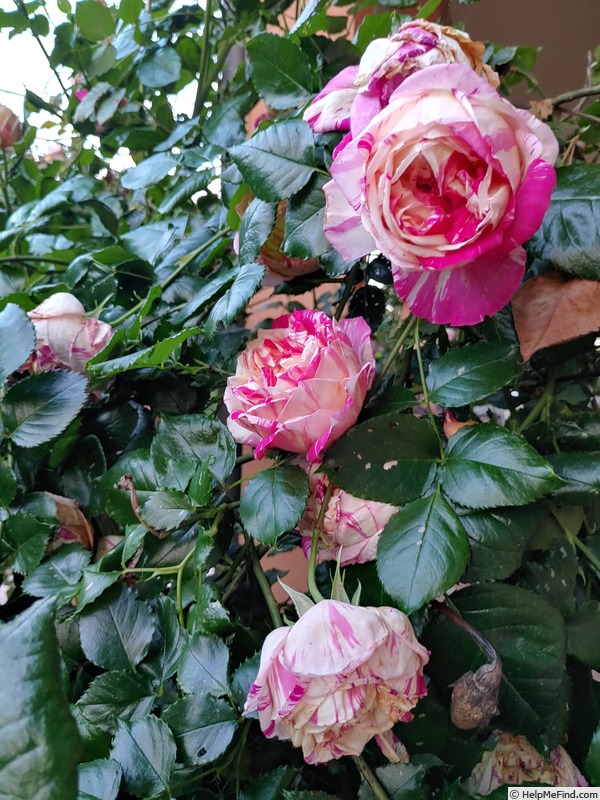'Julie Andrieu ®' rose photo
