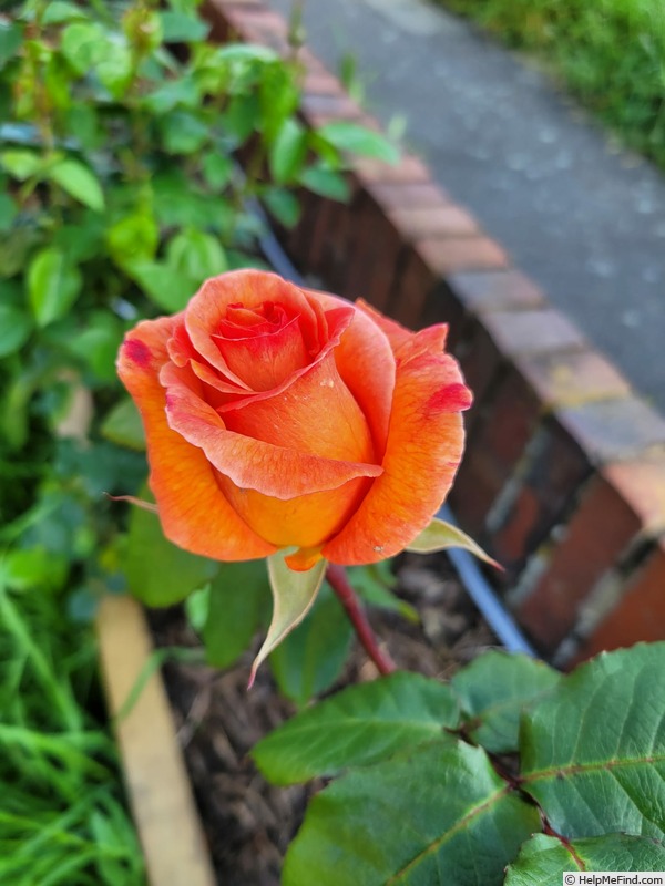 'Doris Tysterman' rose photo