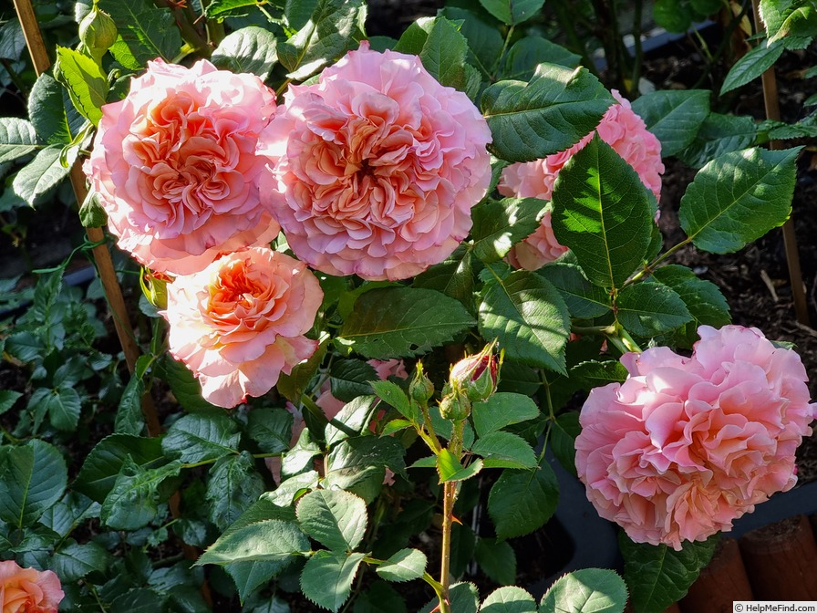 'Augusta Luise ® (Hybrid Tea, Evers, 1999)' rose photo