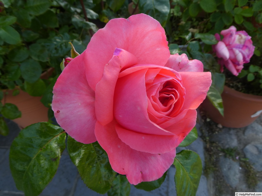 'Special Anniversary' rose photo