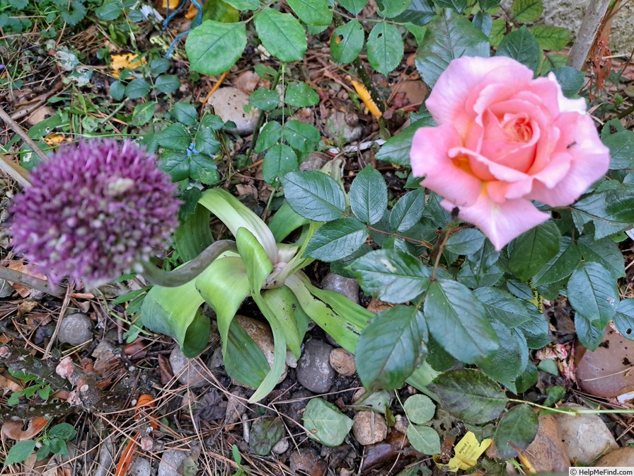 'Rose de Cornouaille ®' rose, click to enlarge 'Rose de Cornouaille ®' rose photo