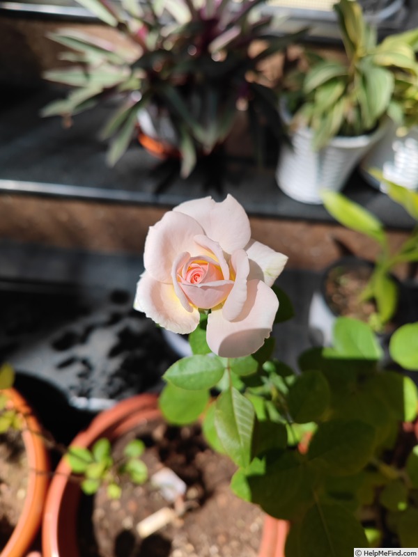 'Bliss Parfuma ®' rose photo
