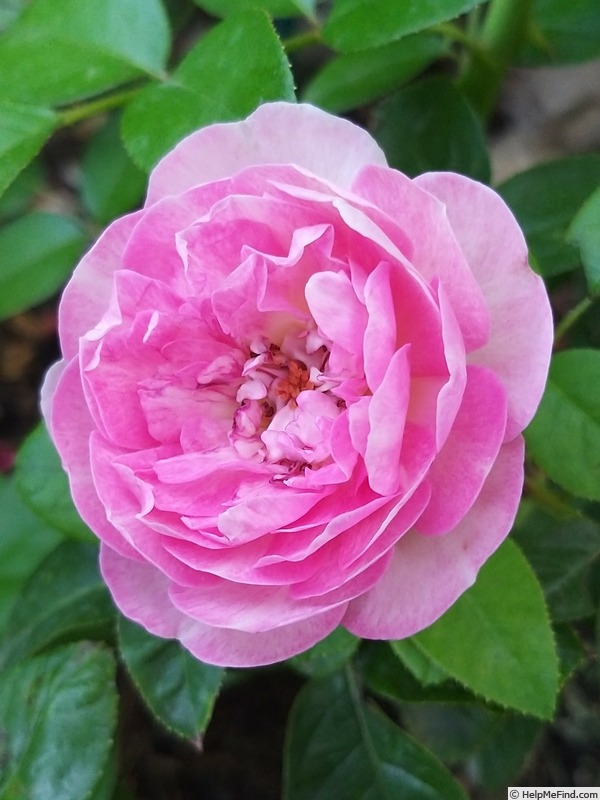 'Pink Eureka ®' rose photo