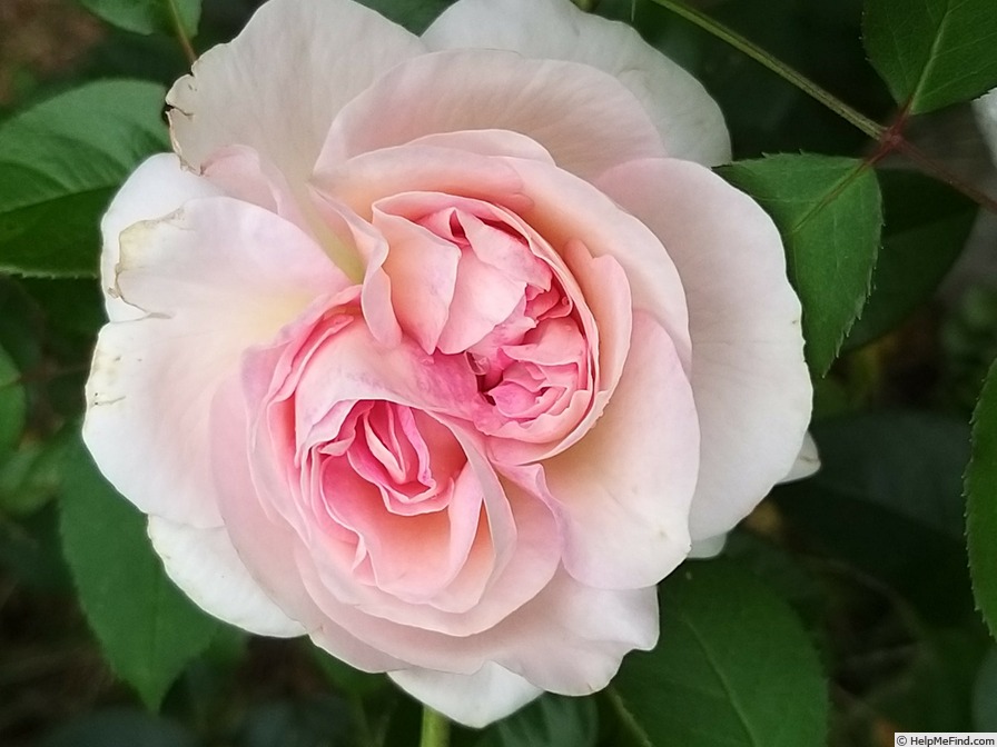 'Pink Eureka ®' rose photo