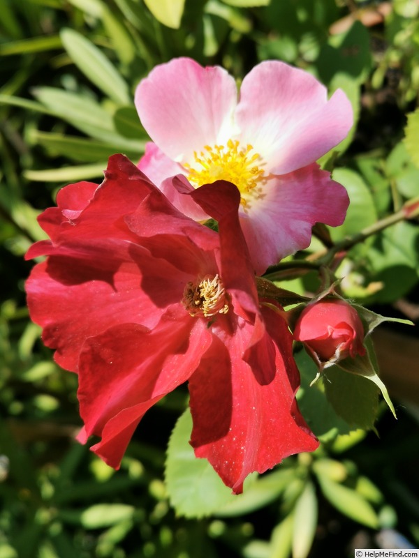 'Pinx' rose photo