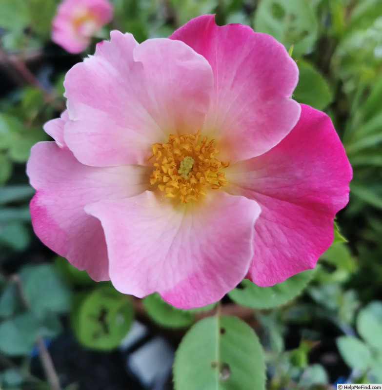 'Pink tint' rose photo