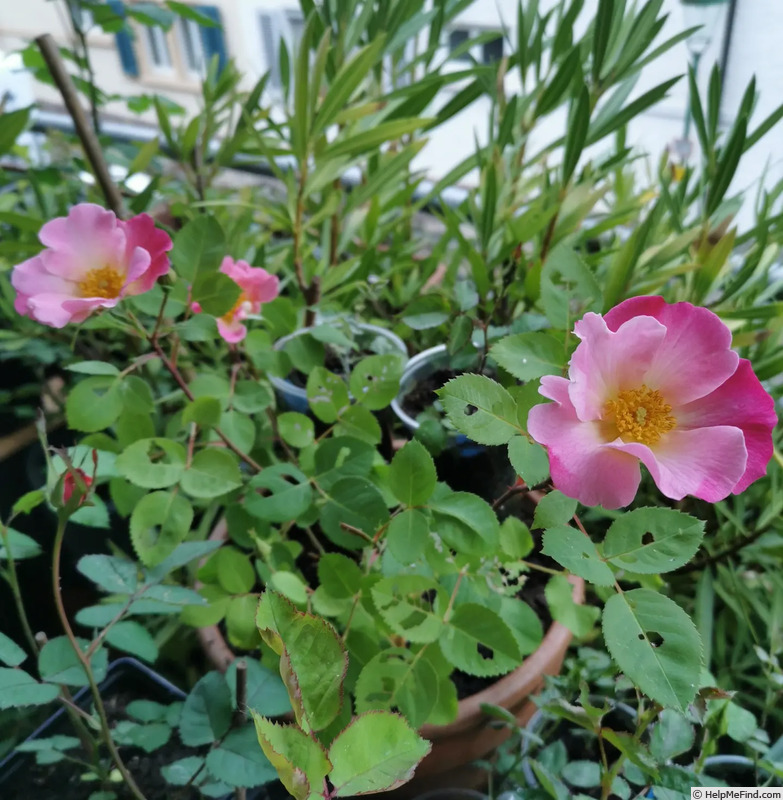 'Pink tint' rose photo
