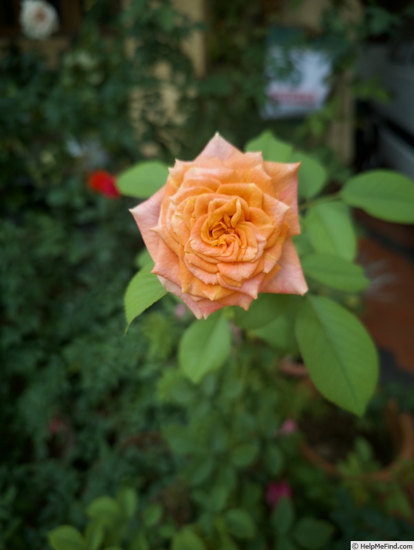 'Crazy Love (shrub Kordes pre 2013)' rose photo