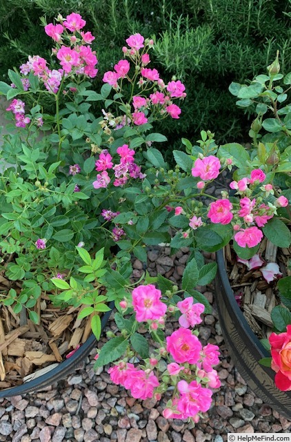 'Pretty Polly Pink' rose photo