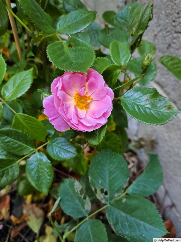 'Utopia ® (floribunda, Delbard 2012)' rose photo