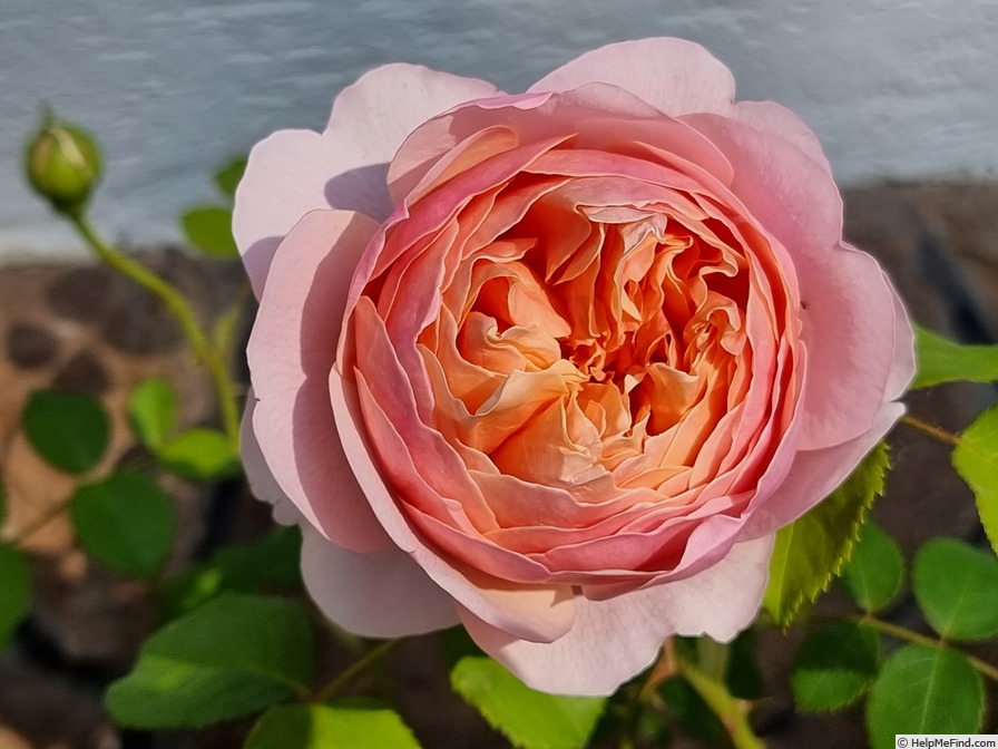 'Peter-Paul Rubens®' rose photo