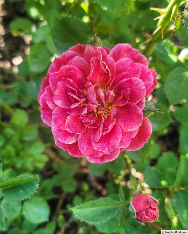 'DORNXRC-01' rose photo