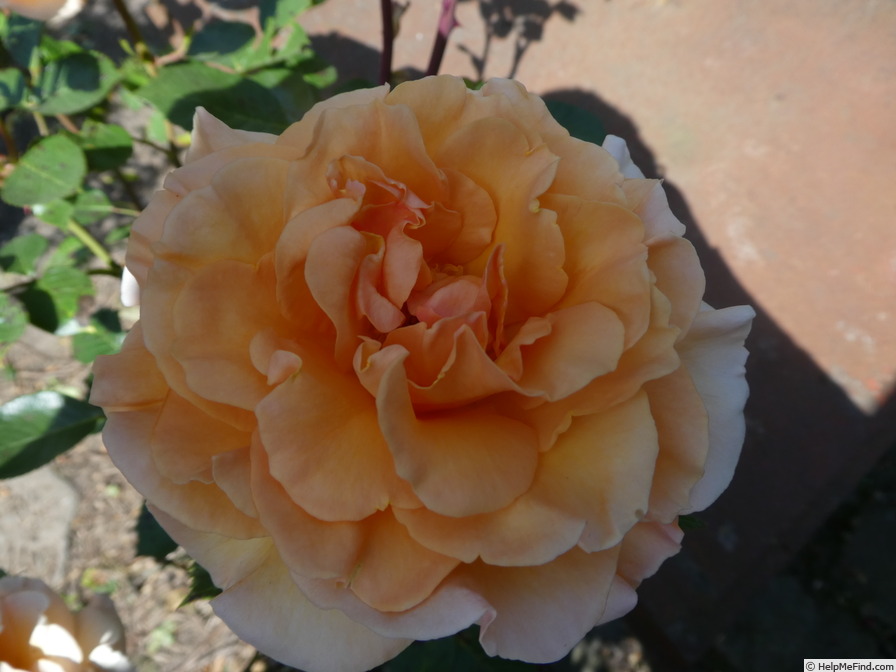 'Garden Glory' rose photo