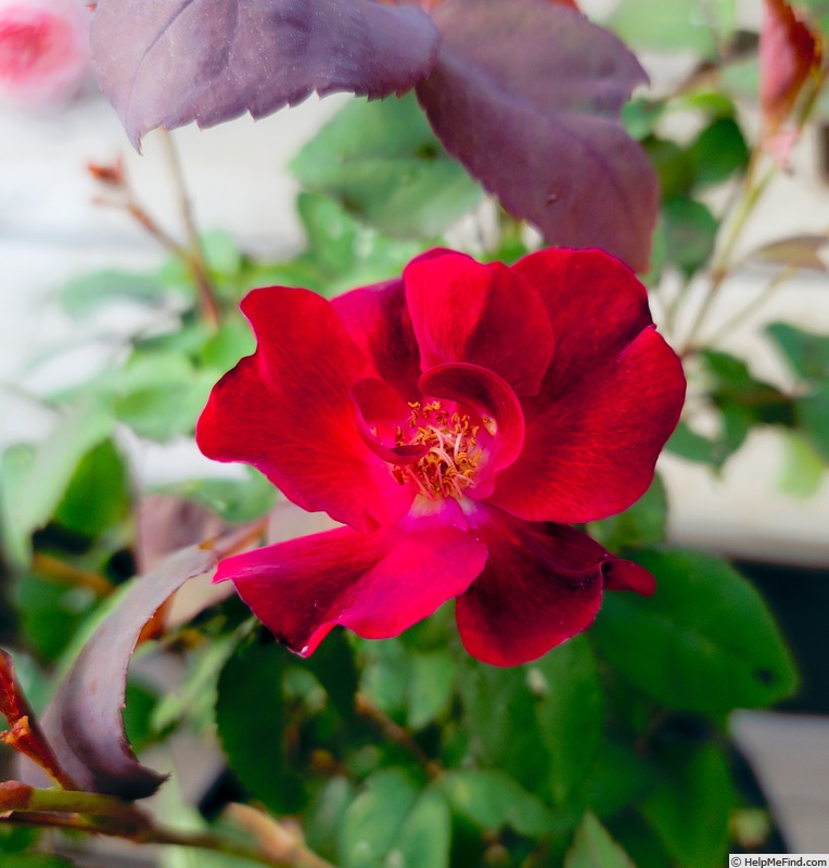 'Simply Red' rose photo