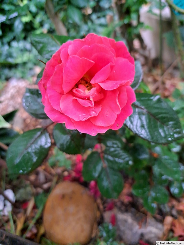 'Cherry Bonica ®' rose photo
