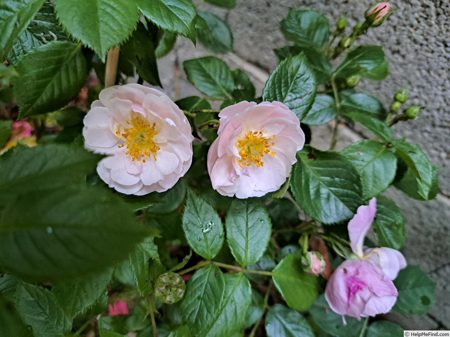'Utopia ® (floribunda, Delbard 2012)' rose photo