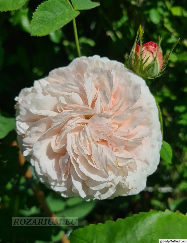 'Belle de Terre Franche' rose photo