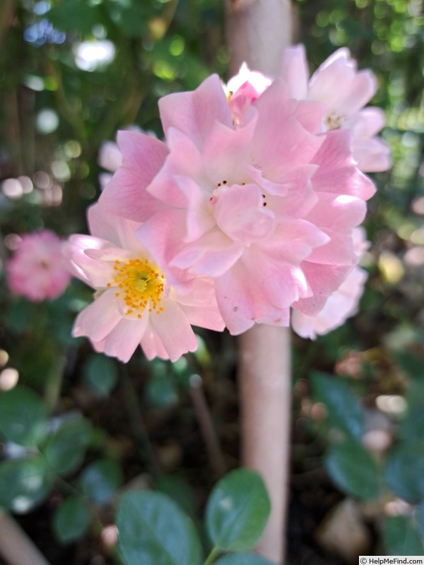 'Satina (patio, Evers/Tantau, 1992)' rose photo