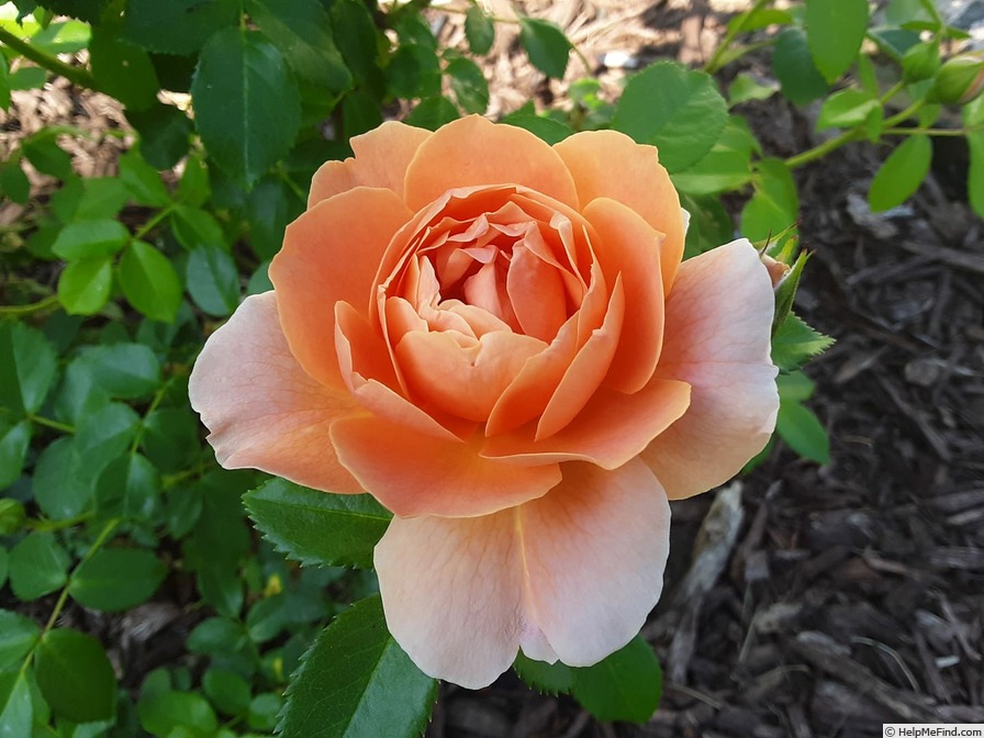 'At Last ®' rose photo