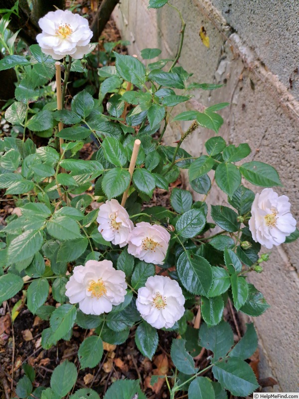 'Utopia ® (floribunda, Delbard 2012)' rose photo