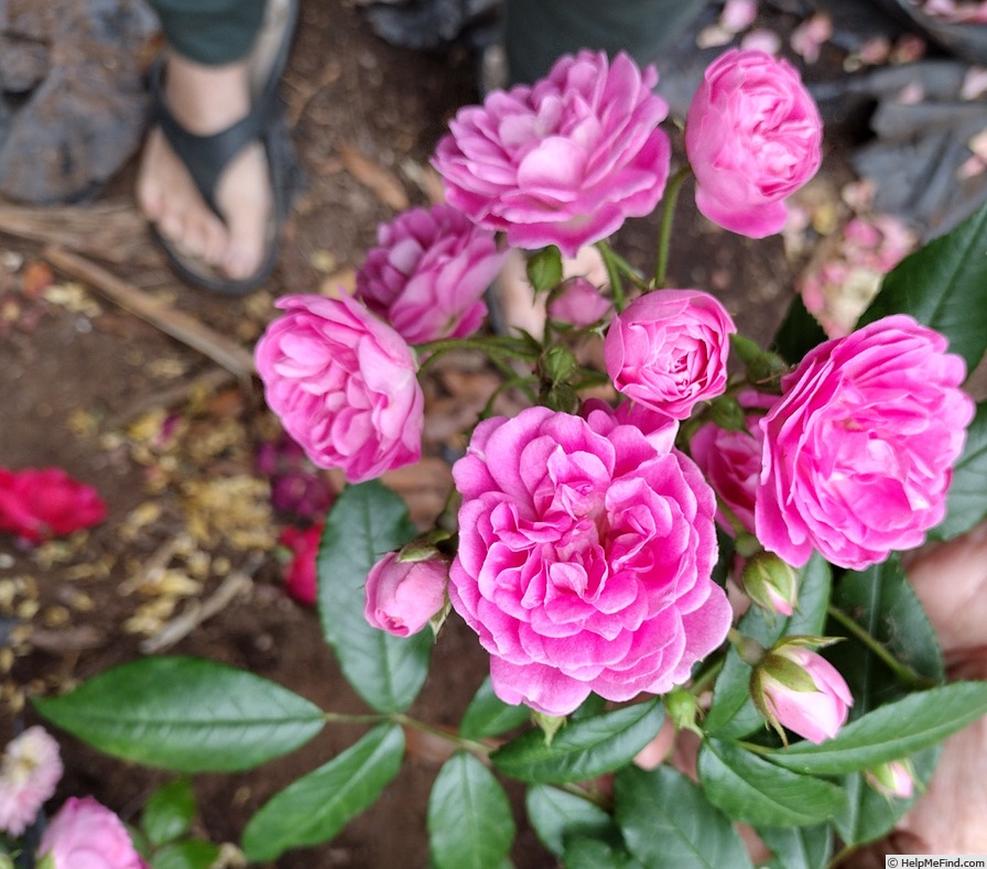 'Gartendirektor Otto Linne' rose photo