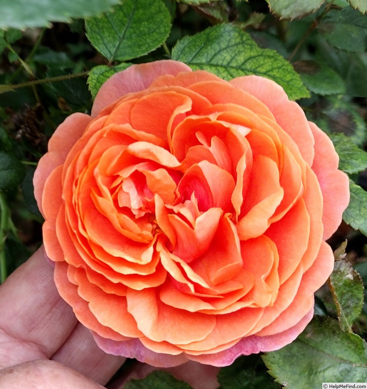 'Safari (shrub, Clements, 2004)' rose photo