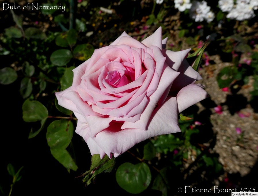 'Duke of Normandy' rose photo