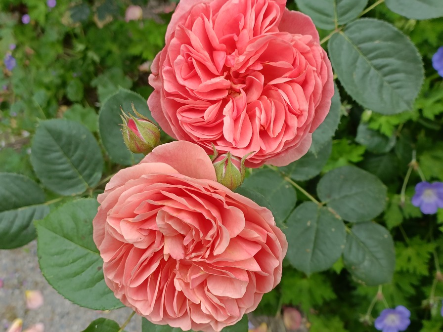 'Park Abbey Rose ®' rose photo