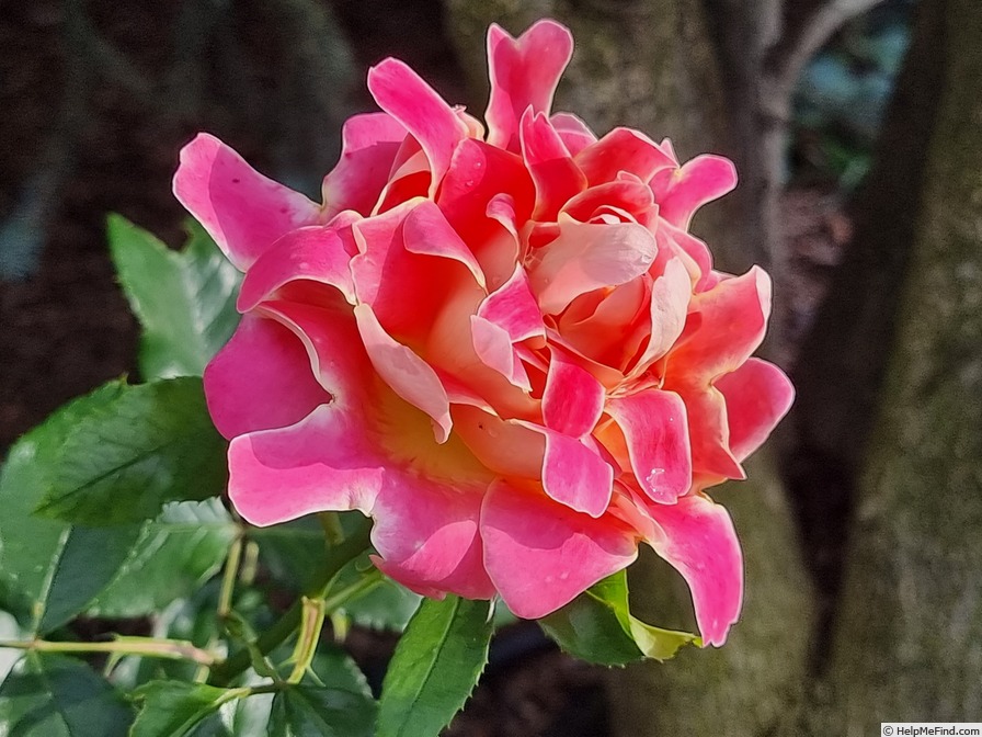 'Pink Lady Ruffles ®' rose photo
