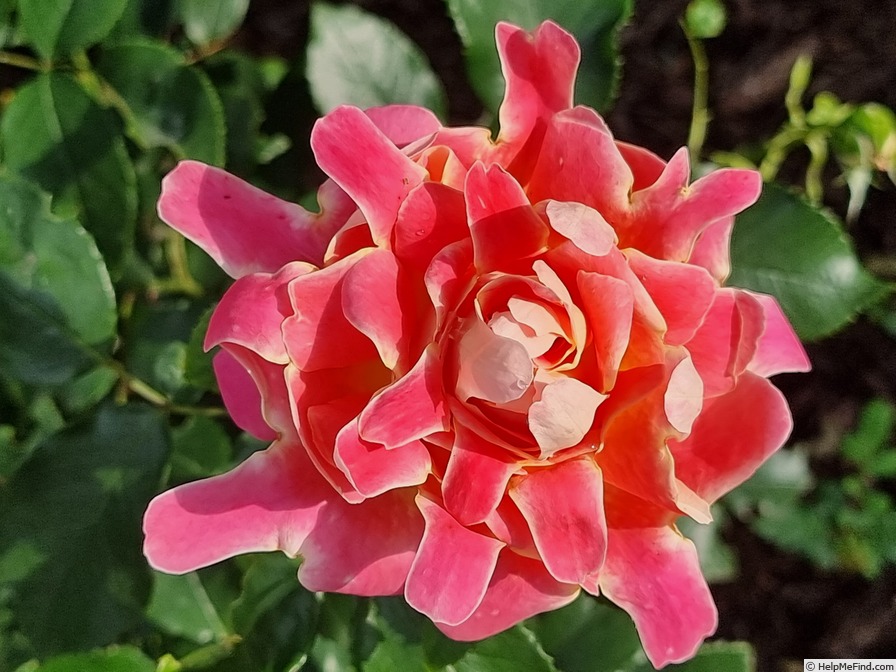 'Pink Lady Ruffles ®' rose photo